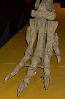 dino foot