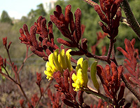 kangaroo paw