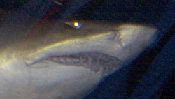 big shark