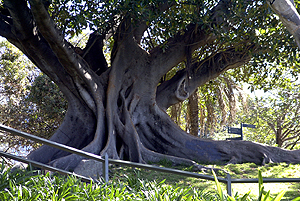 big tree