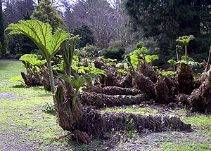 Dr. Who plant