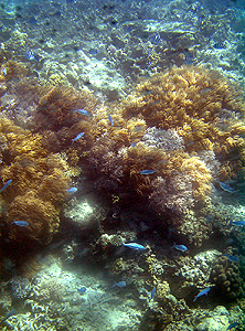 the reef